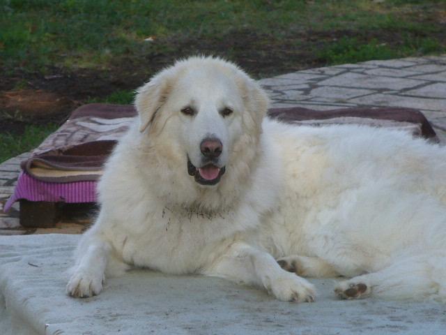 Sandor