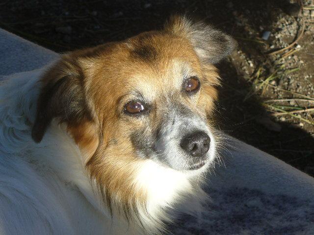 Pepi