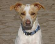 Hundepatenschaft für Quax