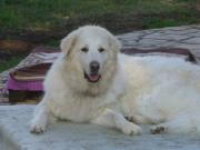 Hundepatenschaft für Sandor