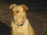 Hundepatenschaft für Benny