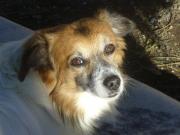 Hundepatenschaft für Pepi