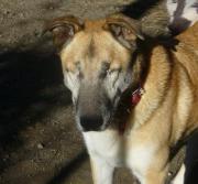 Hundepatenschaft für Ray