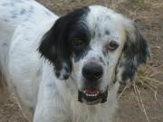 Hundepatenschaft für Amadeus