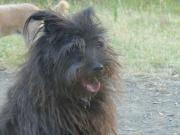 Hundepatenschaft für Fulmine