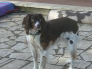 Hundepatenschaft für Lila
