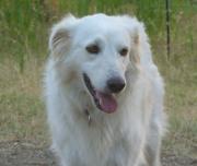 Hundepatenschaft für Mara