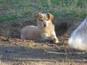 Hundepatenschaft für Neala