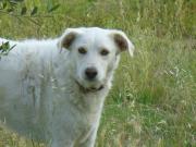 Hundepatenschaft für Sorellina