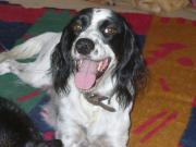 Hundepatenschaft für Whisky