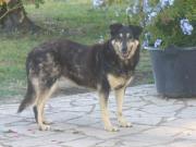 Hundepatenschaft für Tata