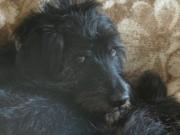 Hundepatenschaft für Domenico