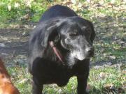 Hundepatenschaft für Viola