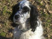 Hundepatenschaft für Zorro