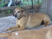 Hundepatenschaft für Zeno