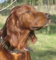 Hundepatenschaft für Caramello