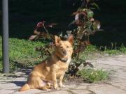 Hundepatenschaft für Zita