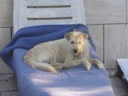 Hundepatenschaft für Chicco