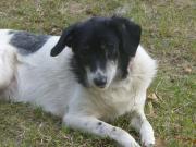 Hundepatenschaft für Fiorella