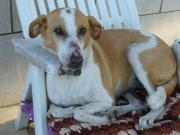 Hundepatenschaft für Mina