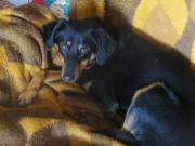 Hundepatenschaft für Trudy