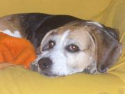 Hundepatenschaft für Jackie