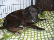 Hundepatenschaft für Margot