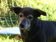 Hundepatenschaft für Spider