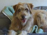 Hundepatenschaft für Toffee