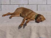 Hundepatenschaft für Lilla