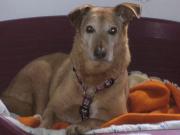 Hundepatenschaft für Pippo