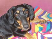 Hundepatenschaft für Fritzi