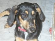 Hundepatenschaft für Asia