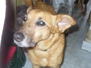 Hundepatenschaft für Billy