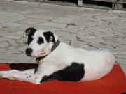 Hundepatenschaft für Coco