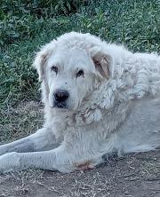 Hundepatenschaft für Shabby