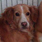 Hundepatenschaft für Bonita