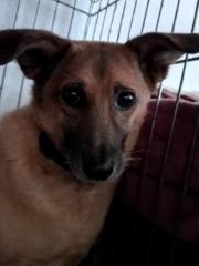 Hundepatenschaft für Ciccina
