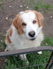 Hundepatenschaft für Leo