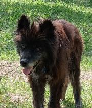 Hundepatenschaft für Vasco