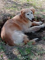 Hundepatenschaft für Beau